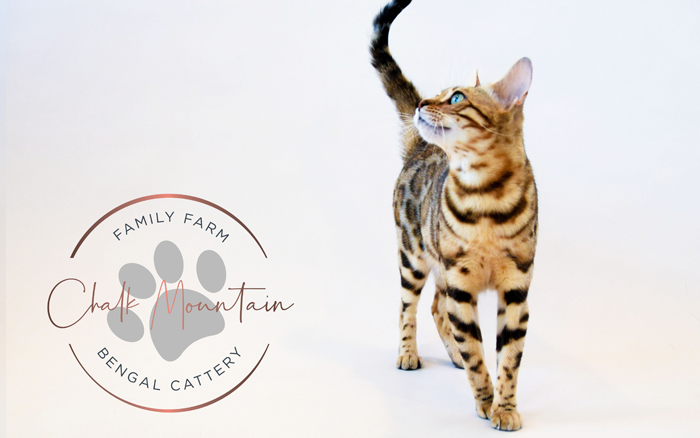 beautiful bengal kitten texas